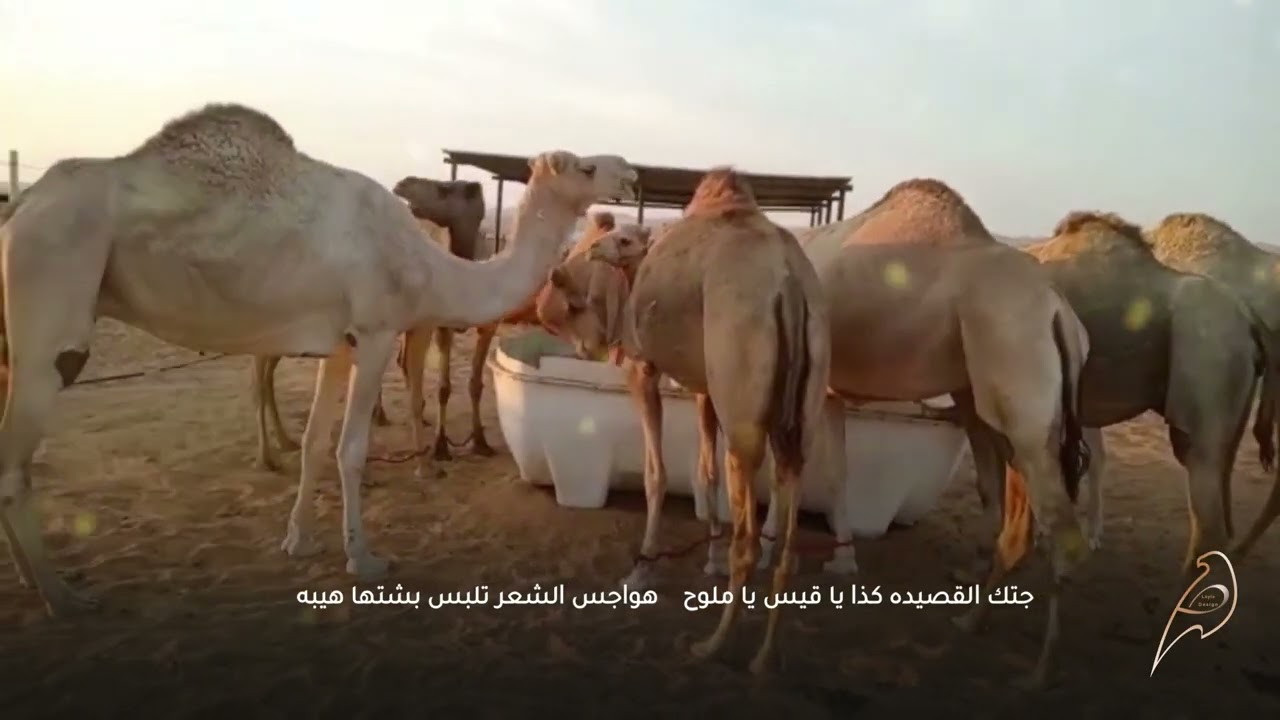 شيلة هواجيس الشعر 2022-الشاعر: جهز سيف العتيبي-أداء المنشد : محسن عوض