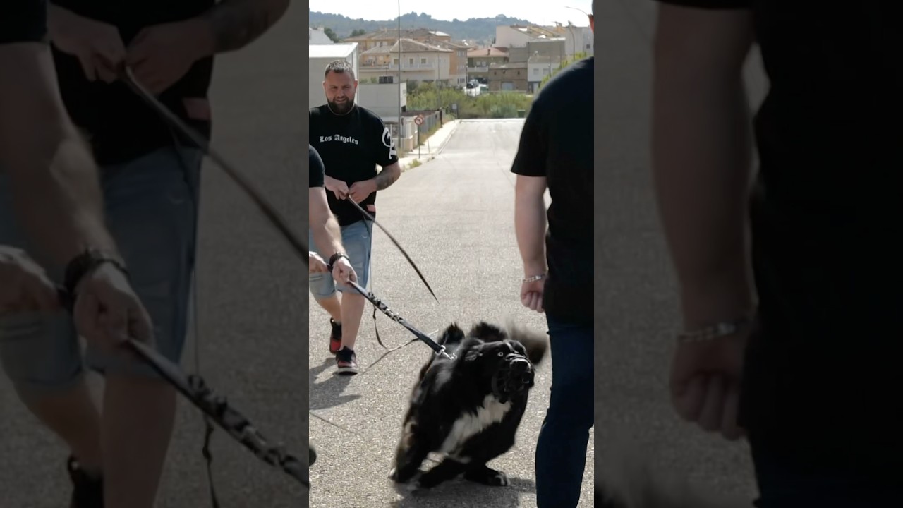 Pourquoi j'encourage ce chien &agrave; attaquer ➡️ d&eacute;cryptage !