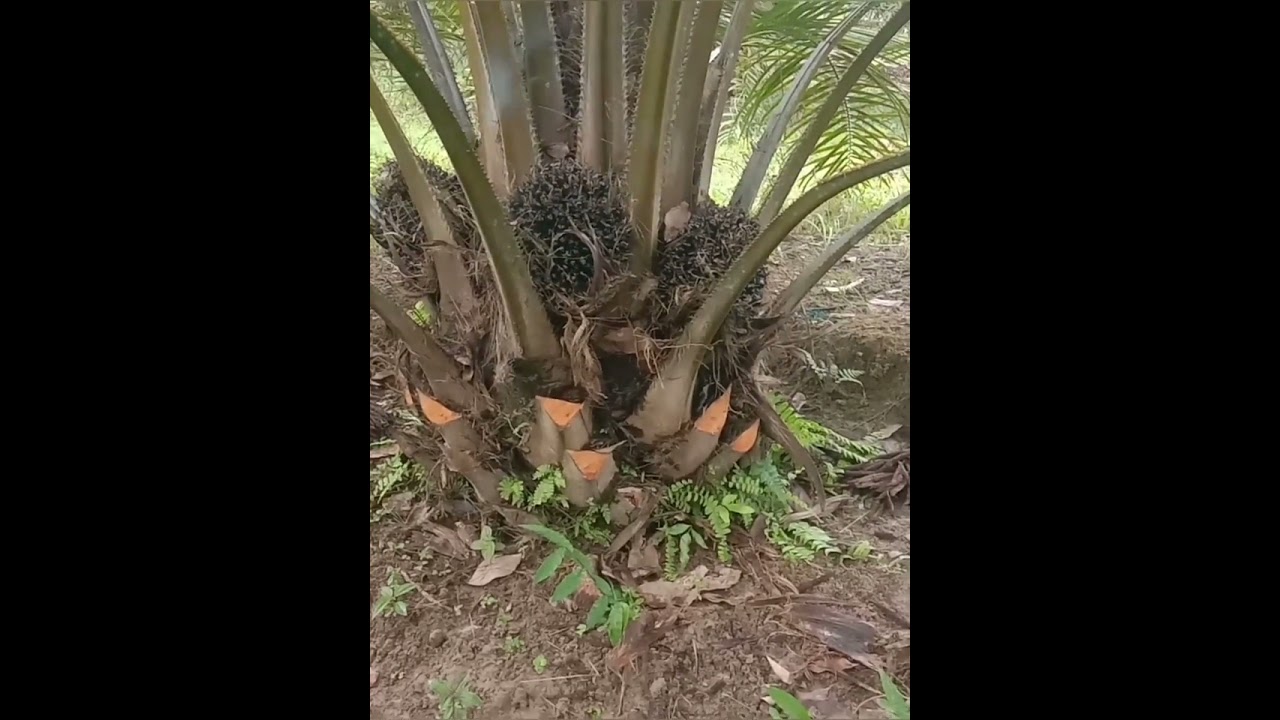 Cerita sawit jantan 
