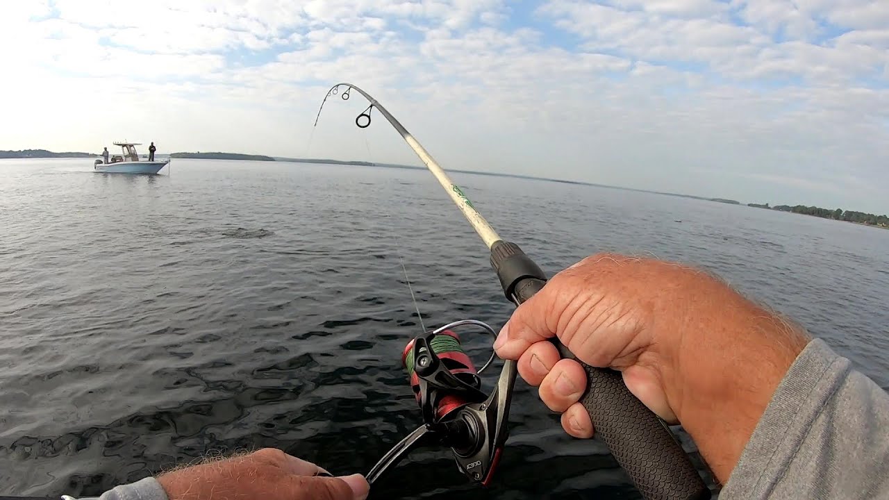 Schooling Stripers, Top Water Highlights, Lake Murray