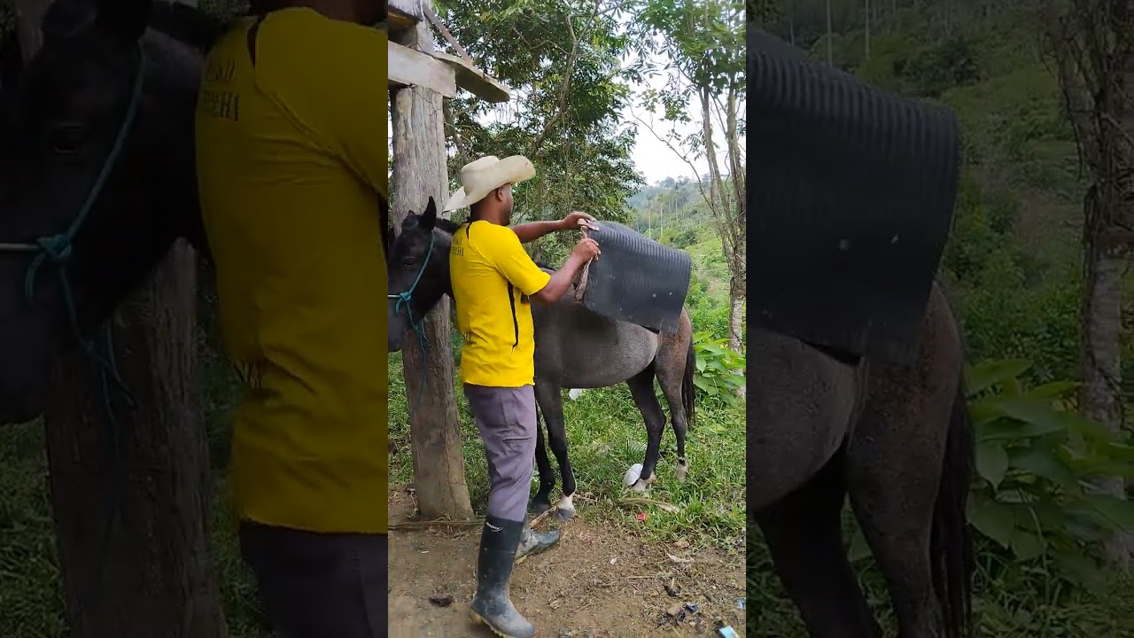 Cómo ensillar los caballos criollos 