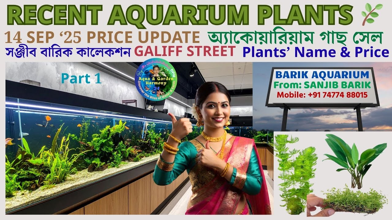 RECENT AQUARIUM PLANTS & BETTA FISH PRICE | GALIFF STREET KOLKATA | SANJIB BARIK | 14 SEP25 | Part 1