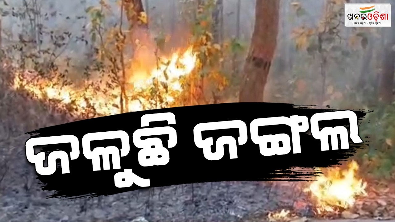 ଜଳୁଛି ଜଙ୍ଗଲ | Mayurbhanj | Khabar Odisha