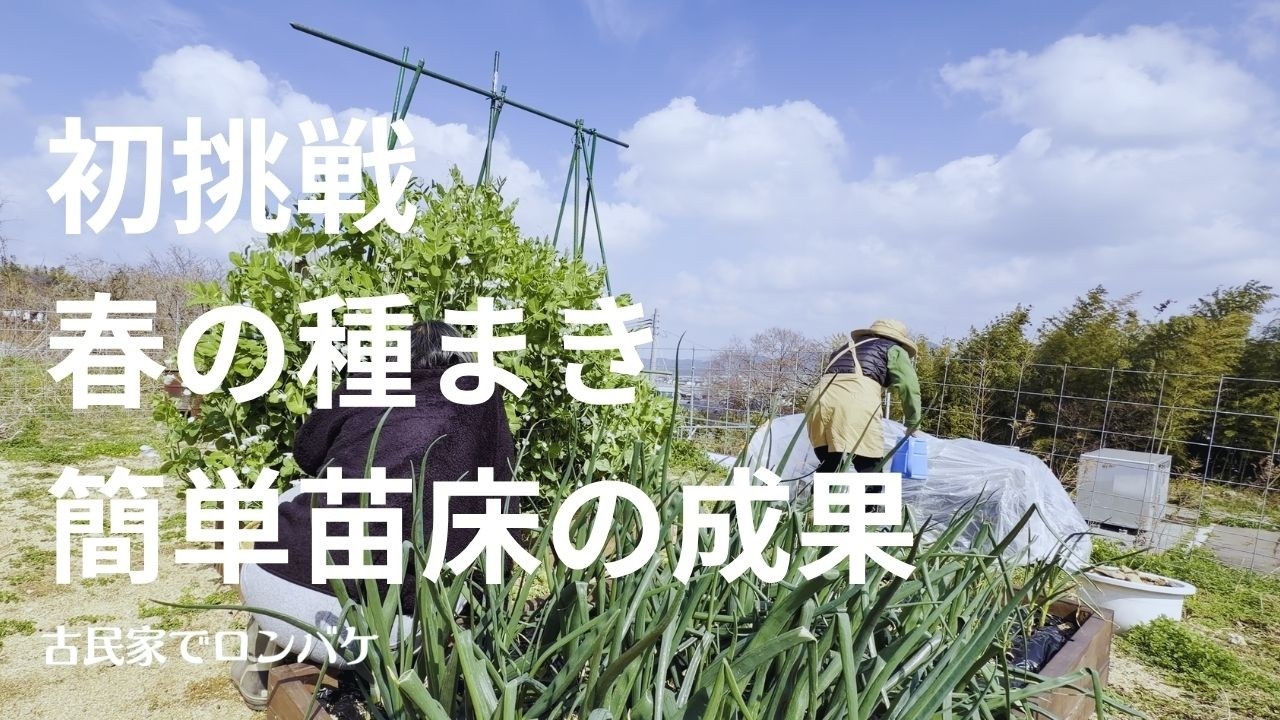 【#65】初めて種から育てることに挑戦簡単に作った育苗苗床は突風の被害にあいましたがいろんなことが勉強になりました新しい挑戦の成果を楽しみに春を待ちます
