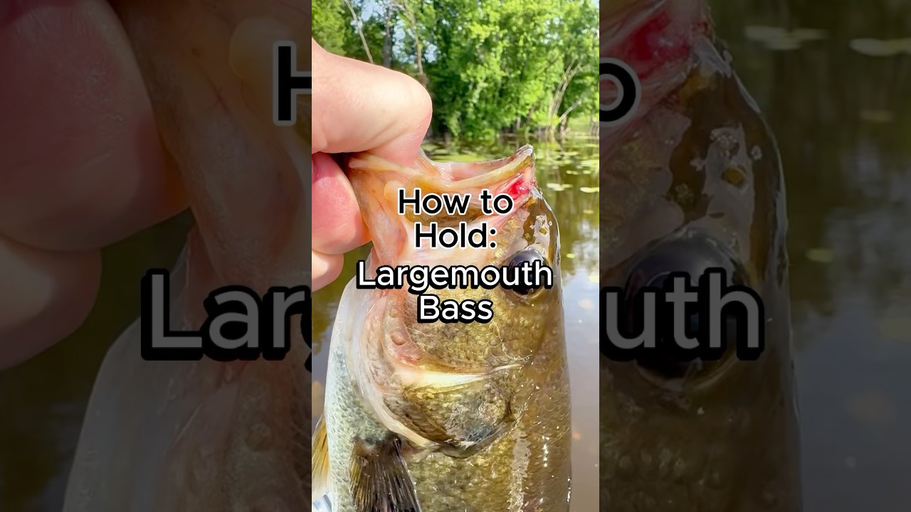 How to Hold Largemouth Bass #fishing #bassfishing #howto #fishingtips