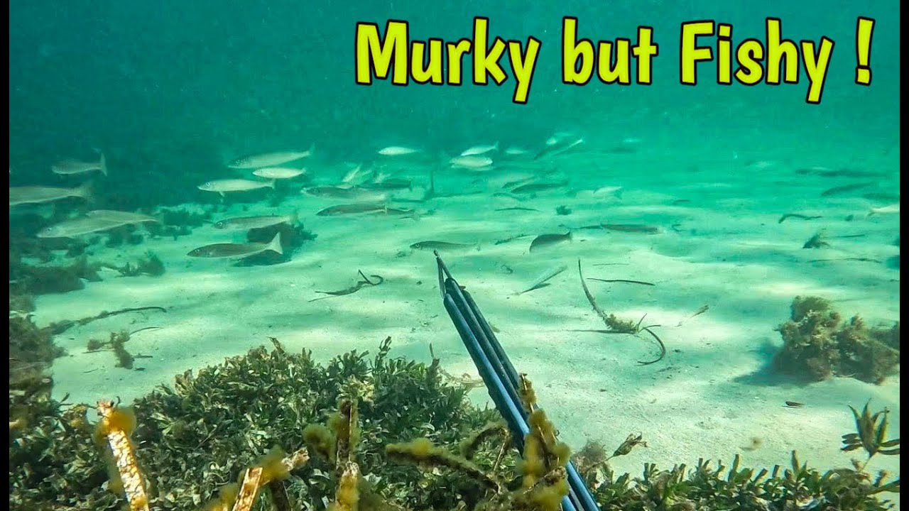 I found a BIG group of BIG King George Whiting! A noob Spearo expedition