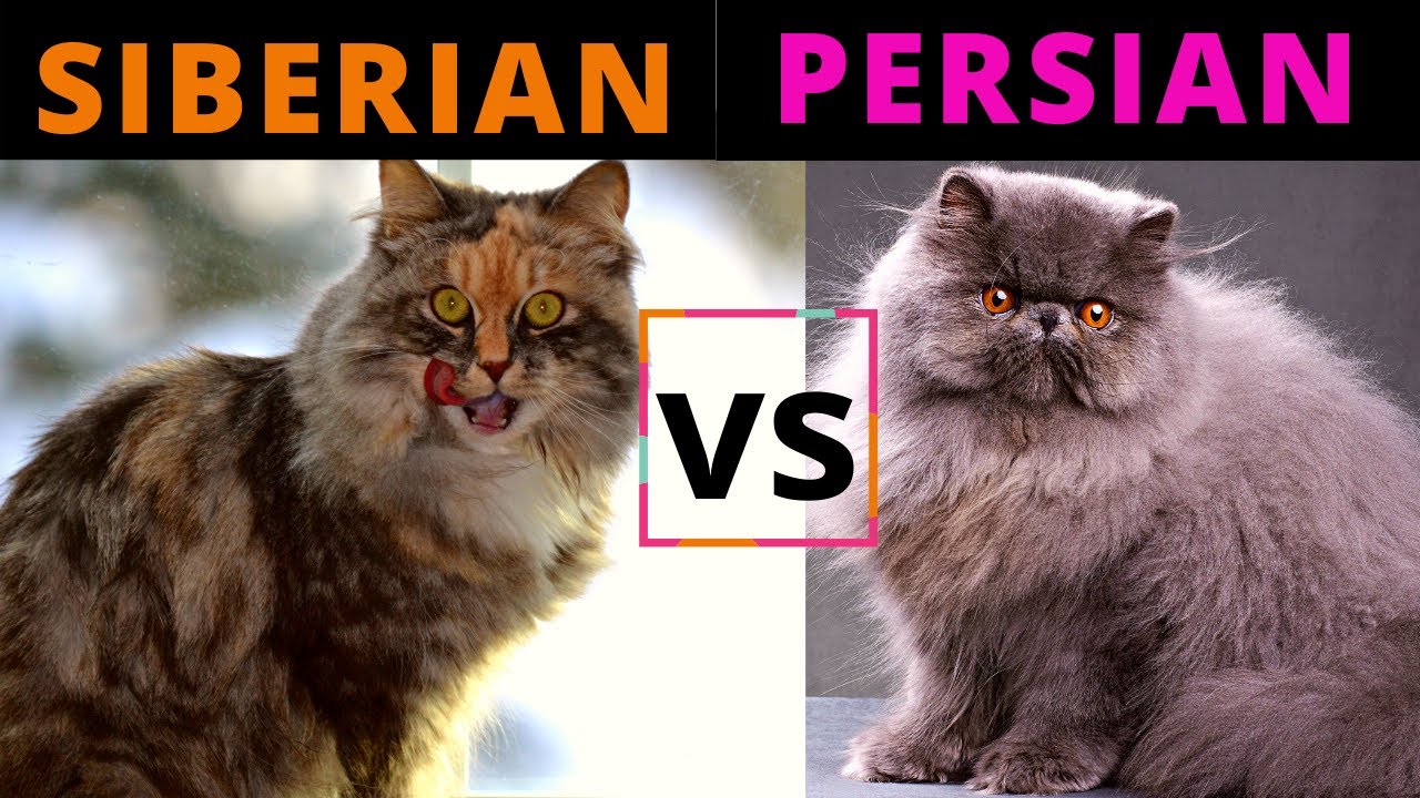 Siberian Cat VS Persian Cat  / Breed Comparison  / Which One Should You Choose?