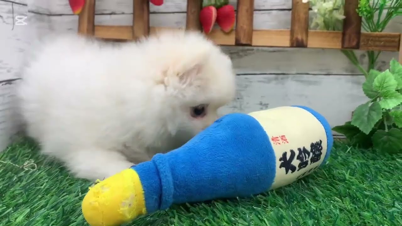 ポメラニアンちゃん