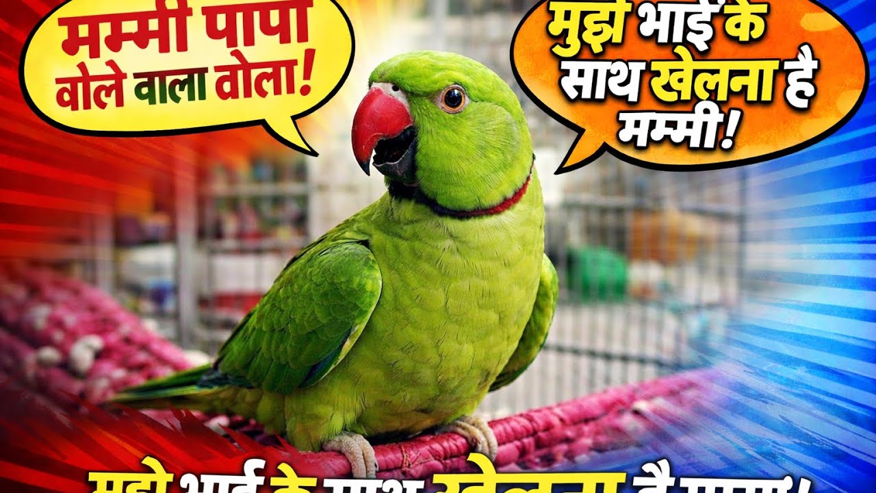 Mummy papa bolne wala tota #parrot #mithukibatain #parrotparrot #talkingparrot #nonstoptalkingparrot