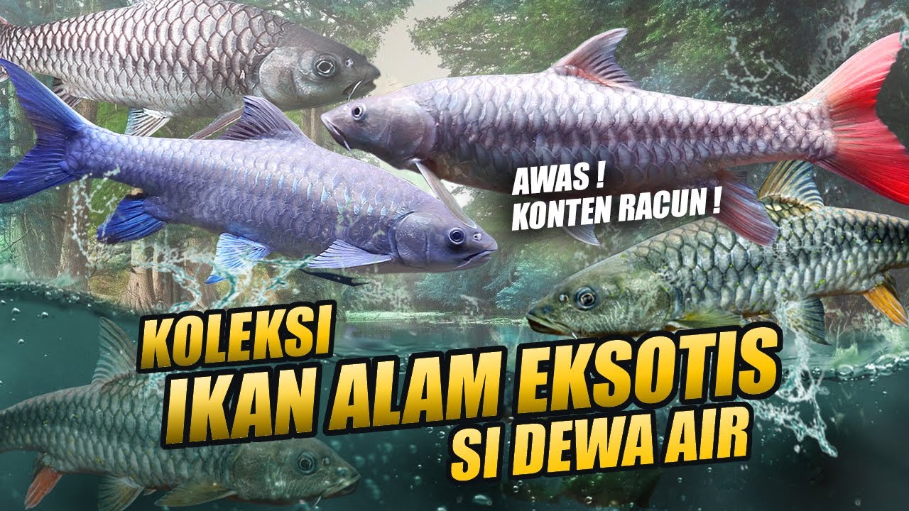 TOPP BANGET!! IKAN PREDATOR ALAM INI TERLALU EKSOTIS ! | MAHSEER DATANG DARI SEGALA PENJURU BRO !
