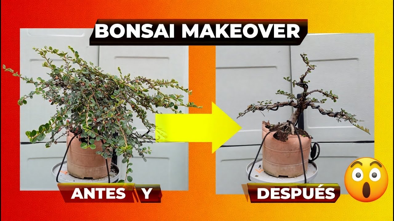 Cómo Dar Forma de Bonsái a un Cotoneaster de Vivero | Paso a Paso para Principiantes