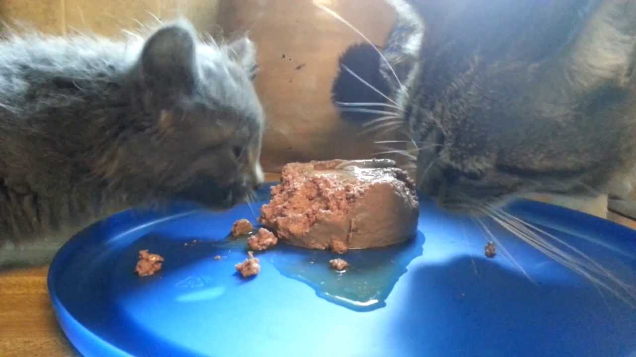 Hungry Kitten