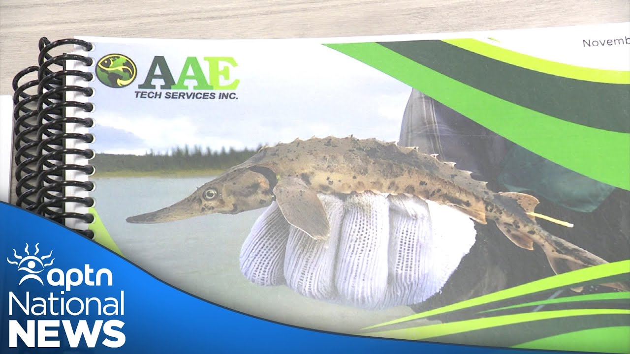 Lake sturgeon on verge of extinction, Cree Nation says Manitoba Hydro is involved | APTN News
