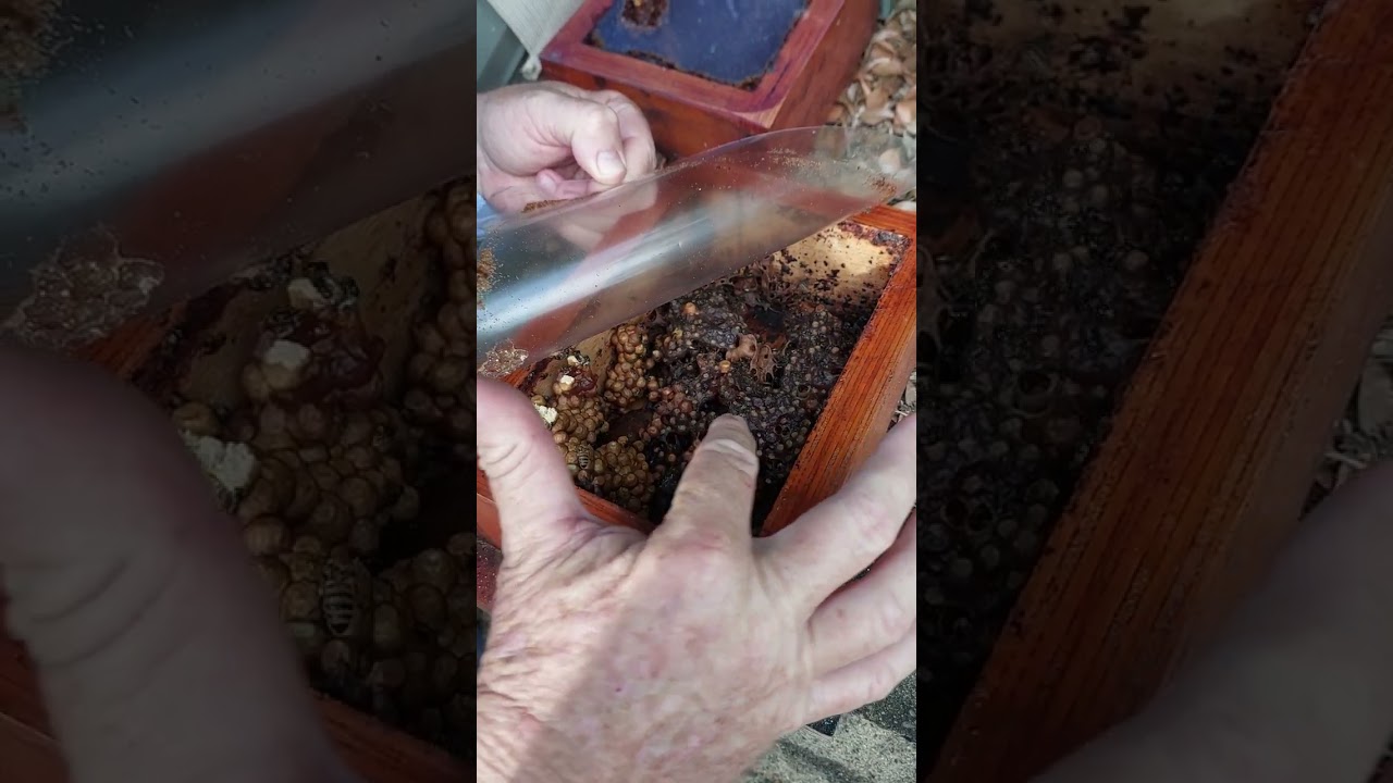 Australian Native Bee Mystery - Who laid the eggs?