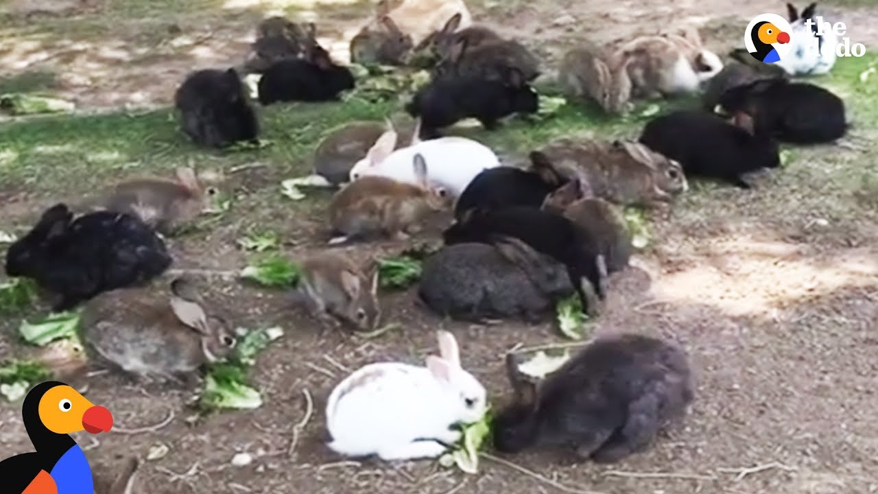 Abandoned Bunnies Dumped in Field Rescued by Woman in Las Vegas | The Dodo