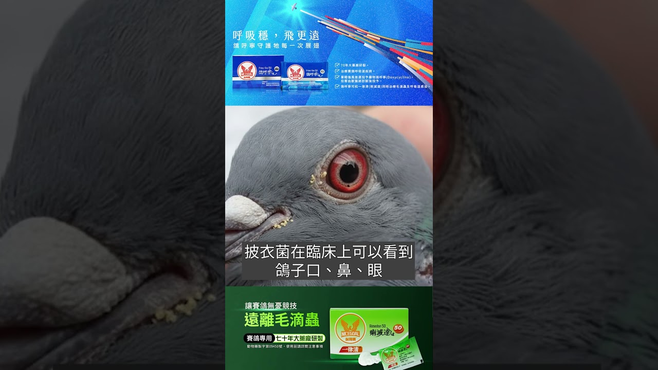獸醫師講解｜痢滅達 × 鴿呼寧（全新上市）之使用時機與注意事項