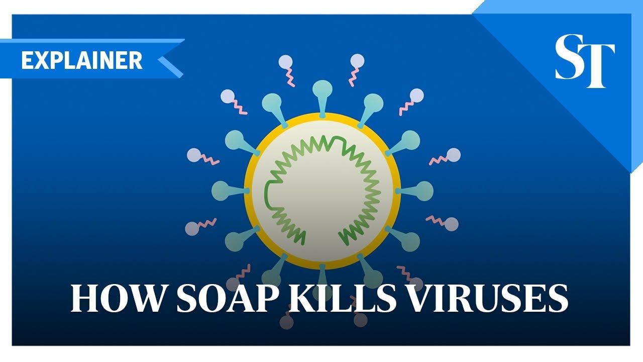 How soap kills viruses | The Straits Times