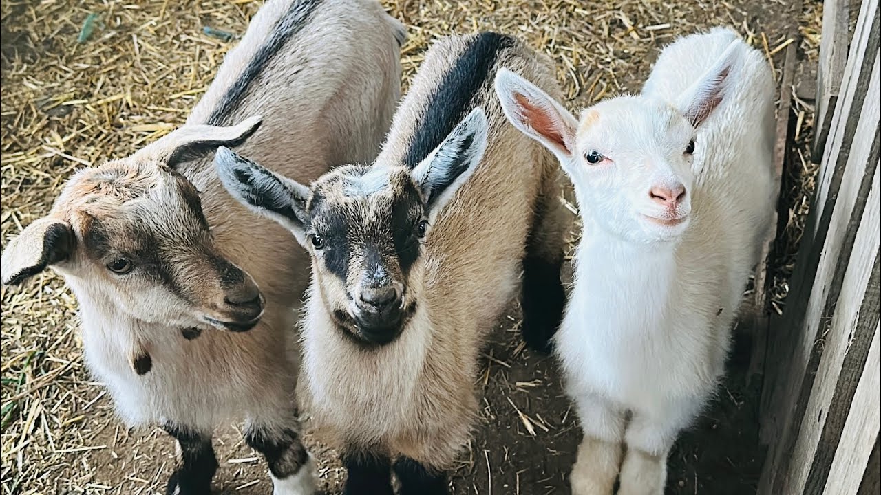 Mais uma Compra uma Cabrita e seus Filhotes um Casal de Cabritinhos 