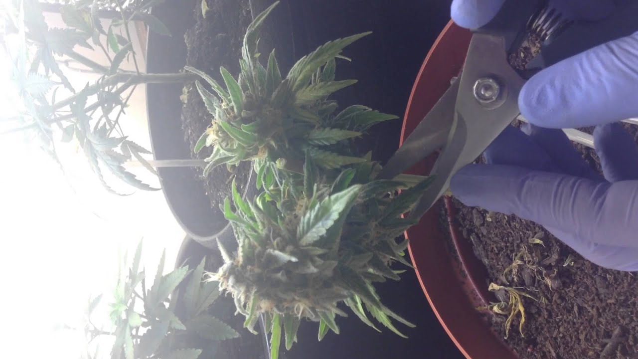 CFL Harvest
