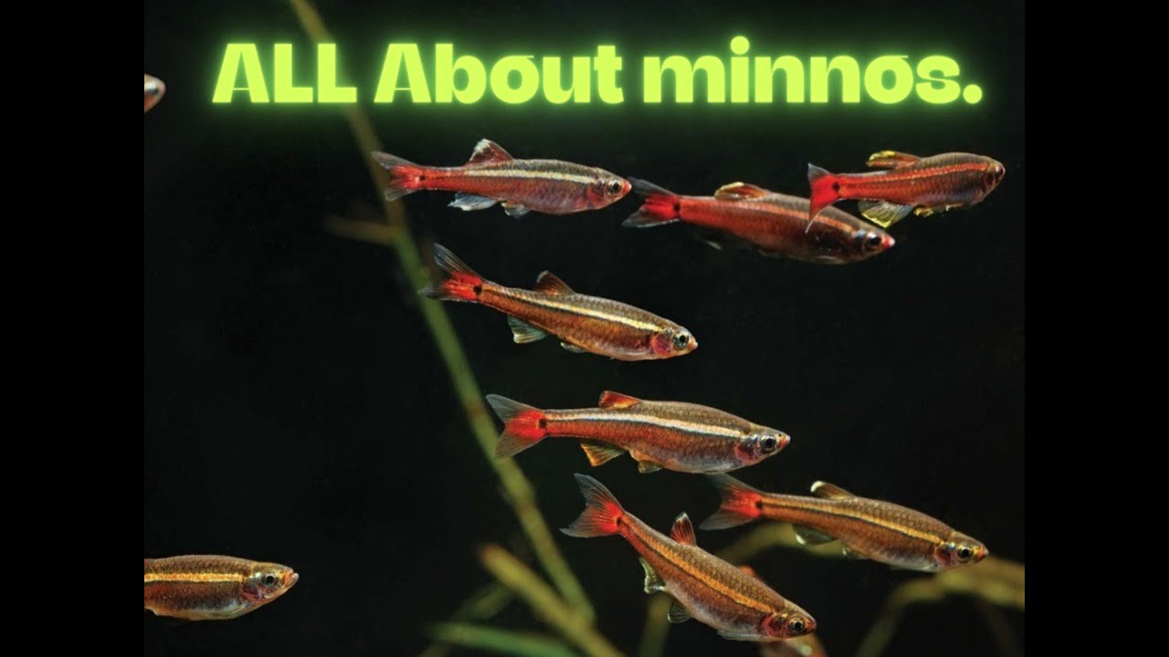 ALL ABOUT THE AQUARIUM MINNOWS
