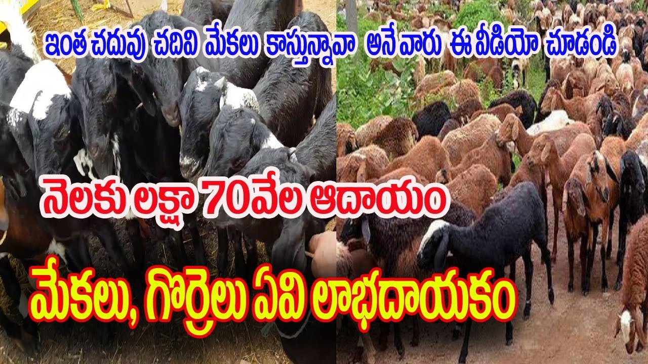 నెలకు లక్షా70వేలు.. మేకలు/గొర్రెలు ఏవి లాభదాయకం పార్ట్-5 | Goat & Sheep Farming Guide for Beginners