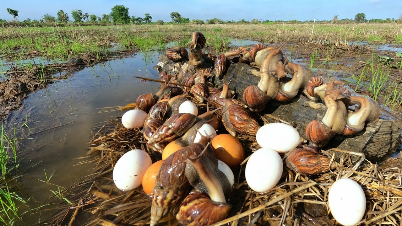 Picking snails and duck eggs in the rice fields after the music is played can be a lot of fun.