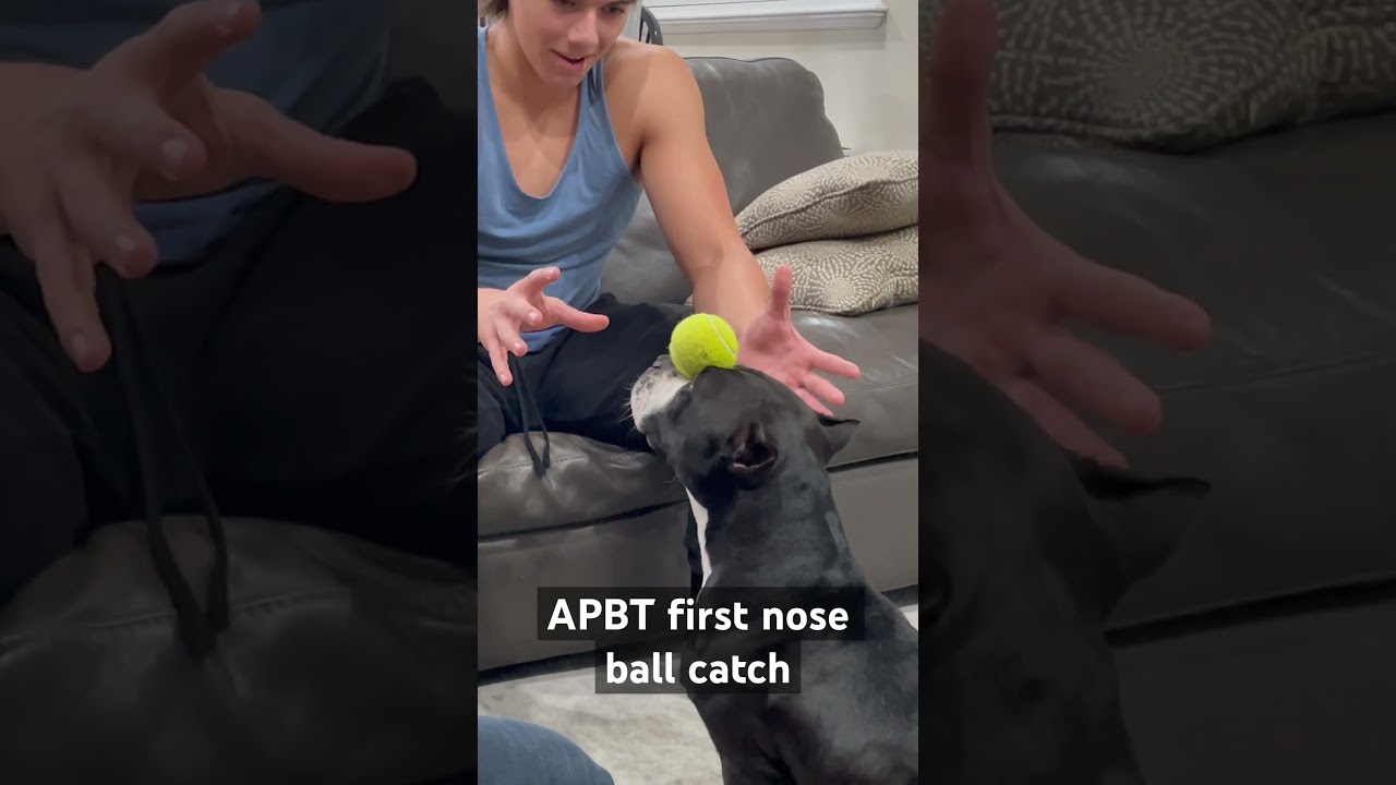#apbtcanineperformanceathletes #apbtlife #tennisballs #playcatch #dogslife #pop #mamasmakinbacon