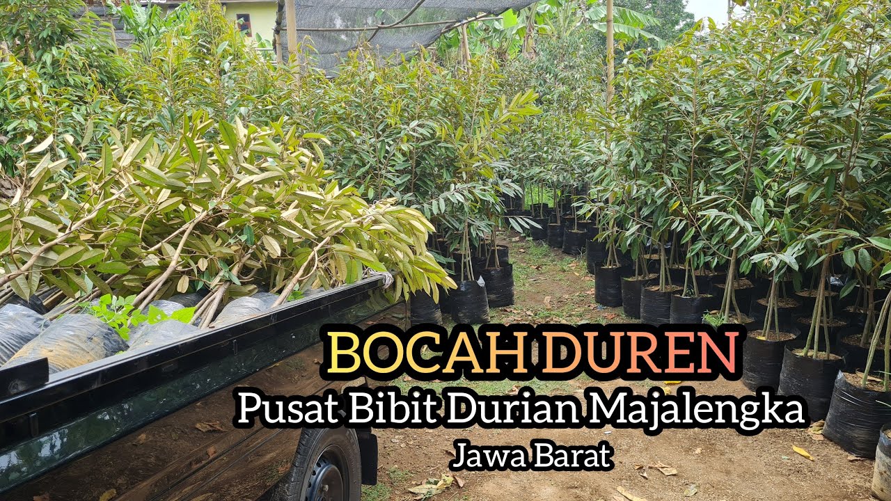 Bocah Duren | Pusat Bibit Durian Di Majalengka Jawa Barat