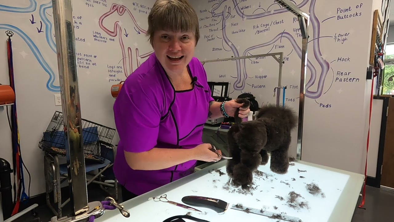 How to trim your toy poodle English saddle  part 5 @DogGroomingTV