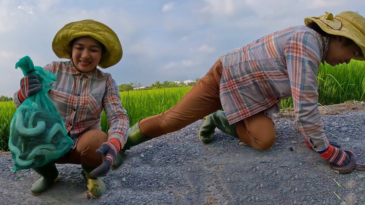 Hai ngày thăm bẫy mà mười mấy ký RẮN l cò sang bẫy rắn l tập 149