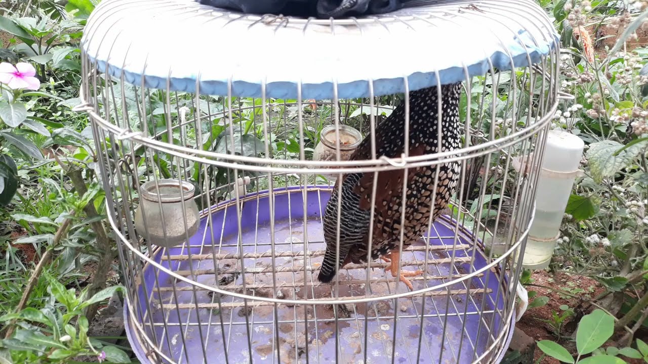 027 179  Đa đa tóc cò  đa đa gáy cực chất p2   Đa Đa LV Đàm