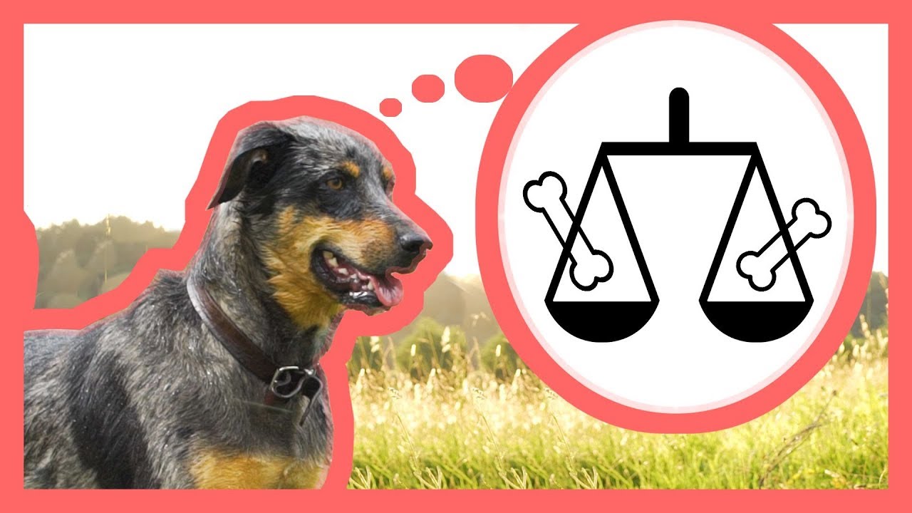 Votre chien est-il un animal moral ? - feat Noké & Cie