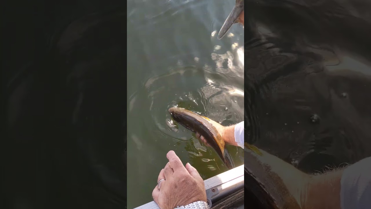 Remise à l'eau achigan! Bass released!  
