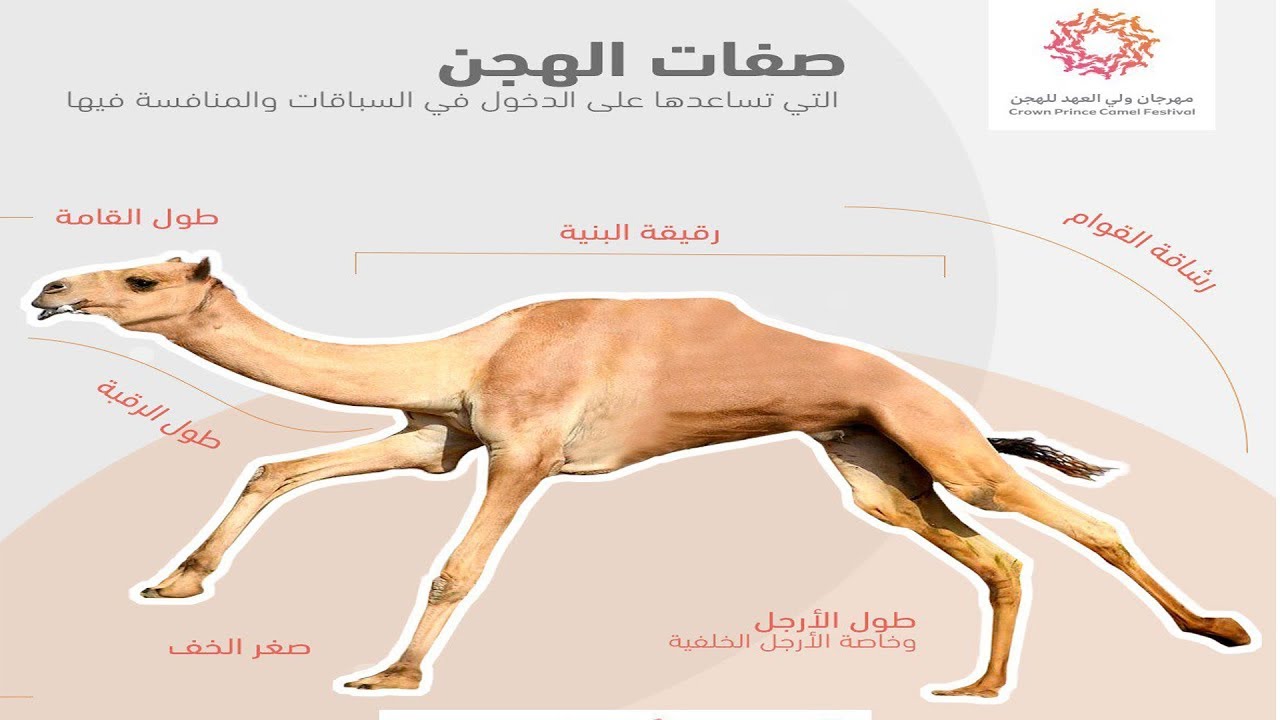 صفات الهجن التي تساعدها بالدخول في السباقات والمنافسة فيها #مهرجان_ولي_العهد_للهجن2