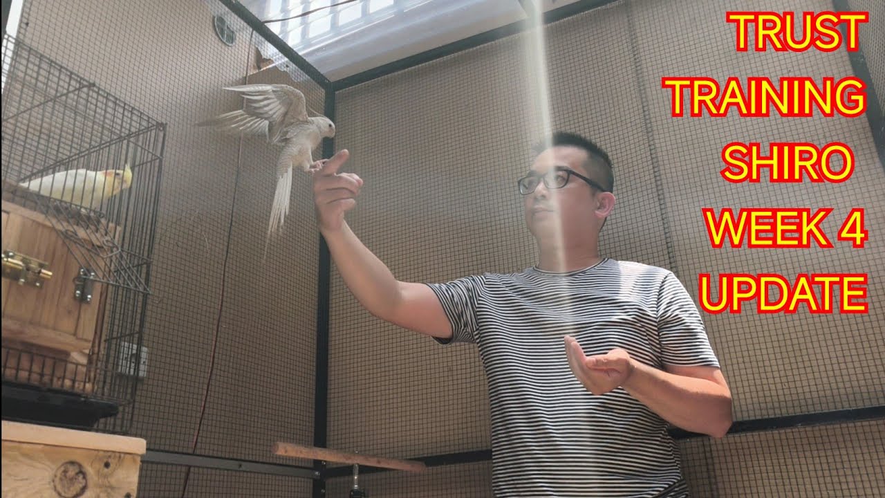 Trust Training Shiro, My Cockatiel – Week 4 Update