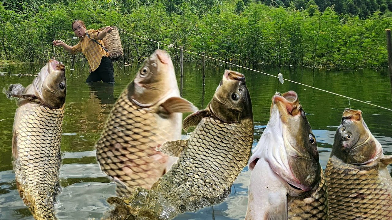 Fish Trapping Skills - Girl Uses Traditional Fish Trapping Techniques to Catch Giant Fish for Sale