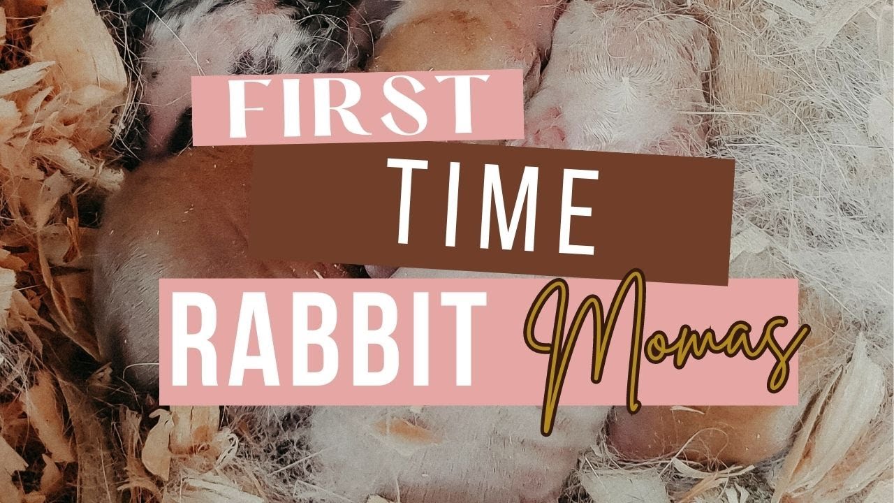TOP ISSUES Rabbits Have When Raising Babies