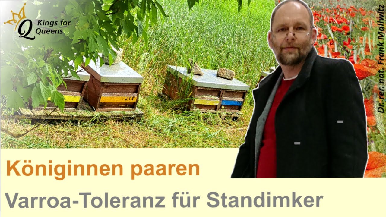 Königinnen geschickt paaren – für varroatolerante Bienen bei Standimkern