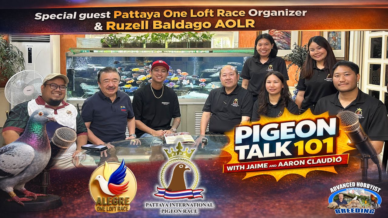 Pigeon Talk | Pattaya One Loft Race Organizer & Ruzell Baldago (AOLR) | with Jaime & Aaron Claudio