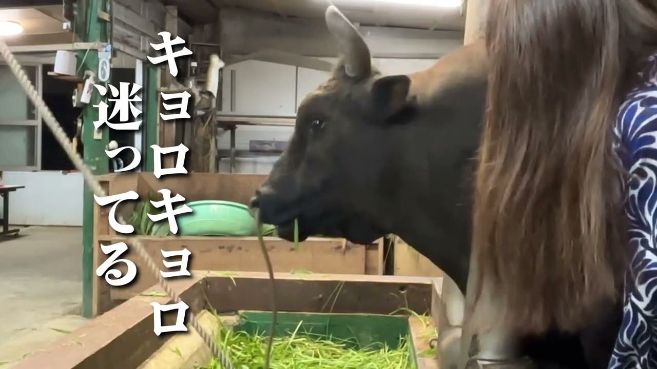迷う牛 