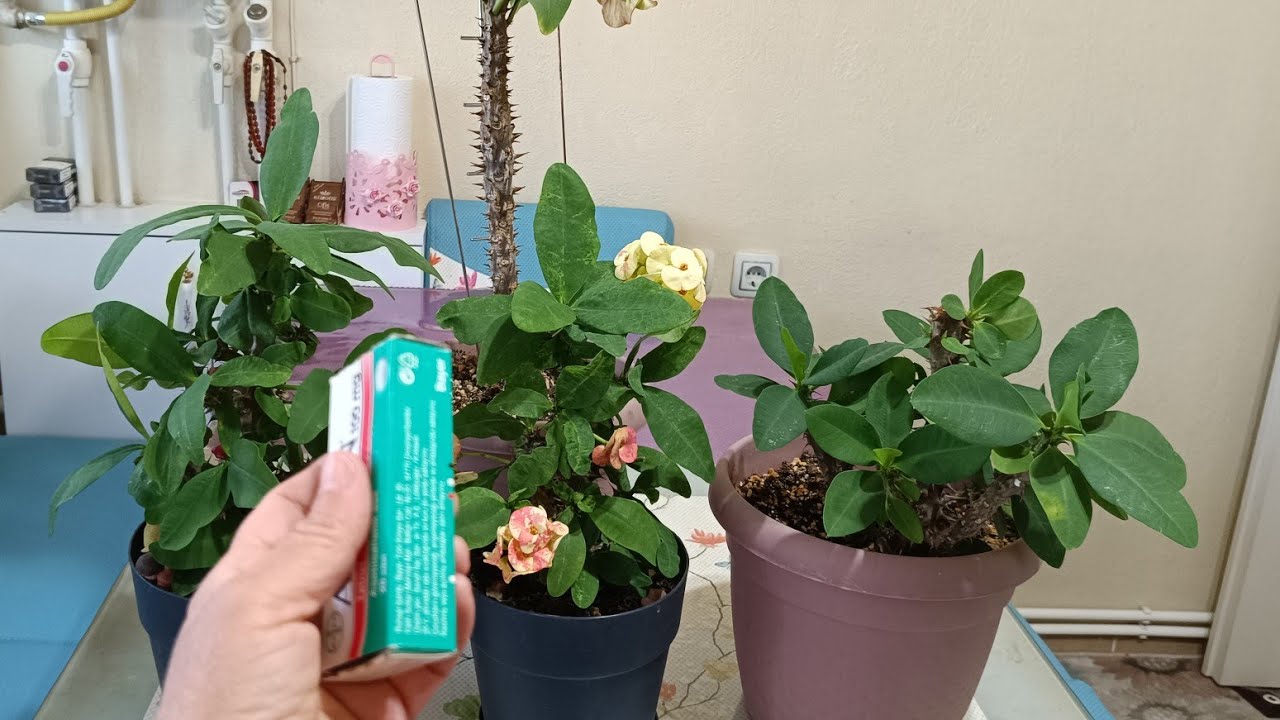 DİKENLER TACI ÇİÇEĞİNİZ ÇİÇEK AÇMIYORSA 🤔 YAPRAKLARI DÖKÜLÜYORSA🤔 BOYUNA UZUYORSA DETAYLAR VİDEODA 👈