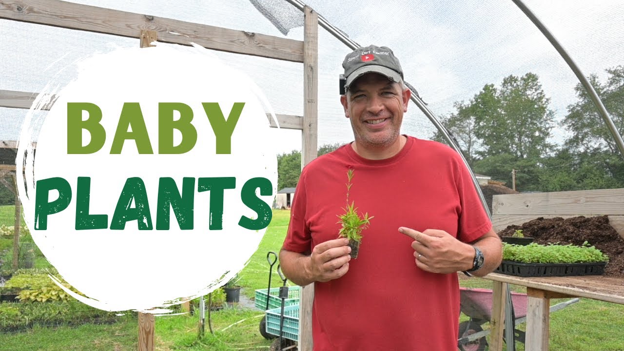 Growing Perennials In The Nursery - Some MUST HAVE moneymakers!