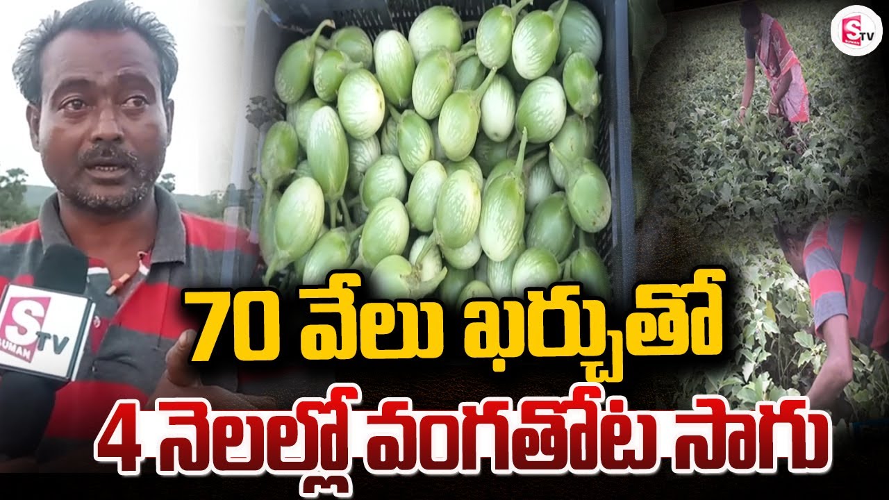 70 వేలు ఖర్చు తో | Brinjal Cultivation | వంగతోట సాగు | Latest News Updates @sumantvbheemili
