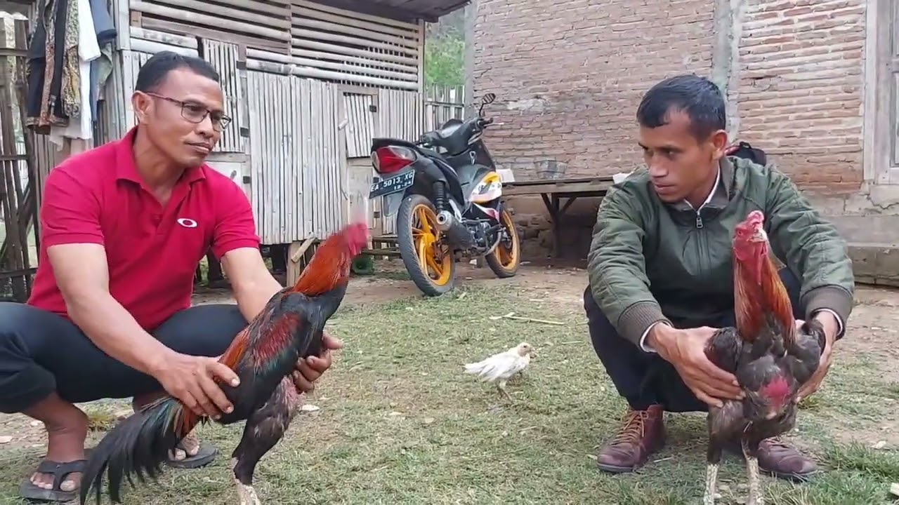 Grebek Ayam Bangkok Pak Opik Kabag Kemahasiswaan || Ayam Bangkok Super