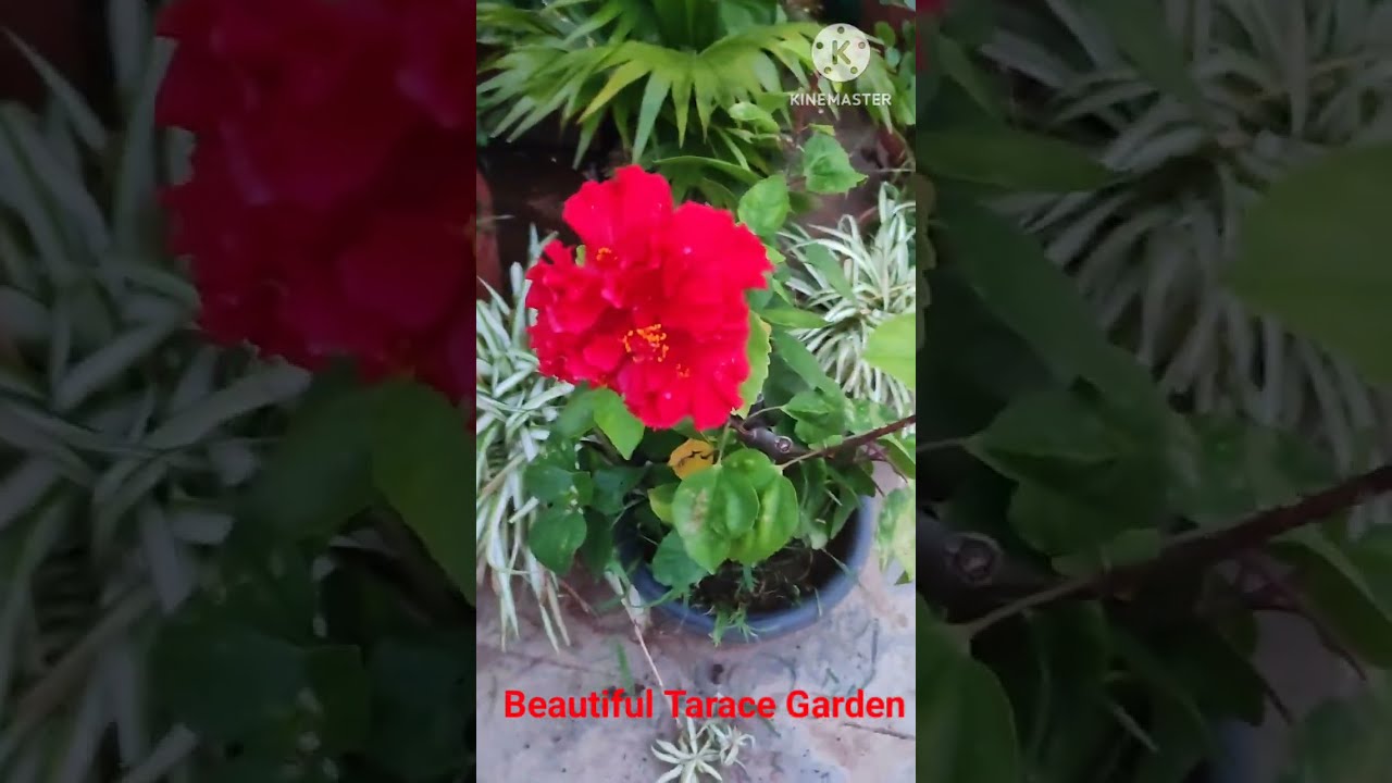 @sathyapriyakgl-621Beautiful Tarace Garden