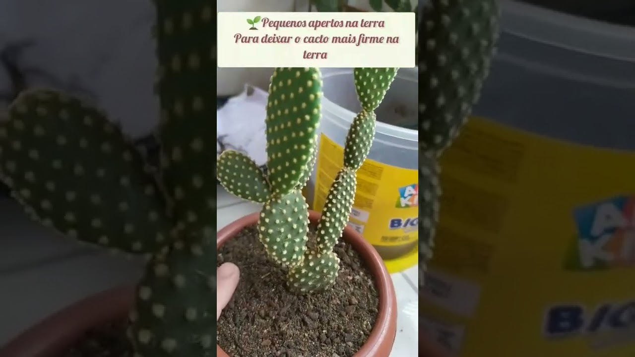 COMO REPLANTAR CACTO MUITO F&Aacute;CIL #short #cactos #planta