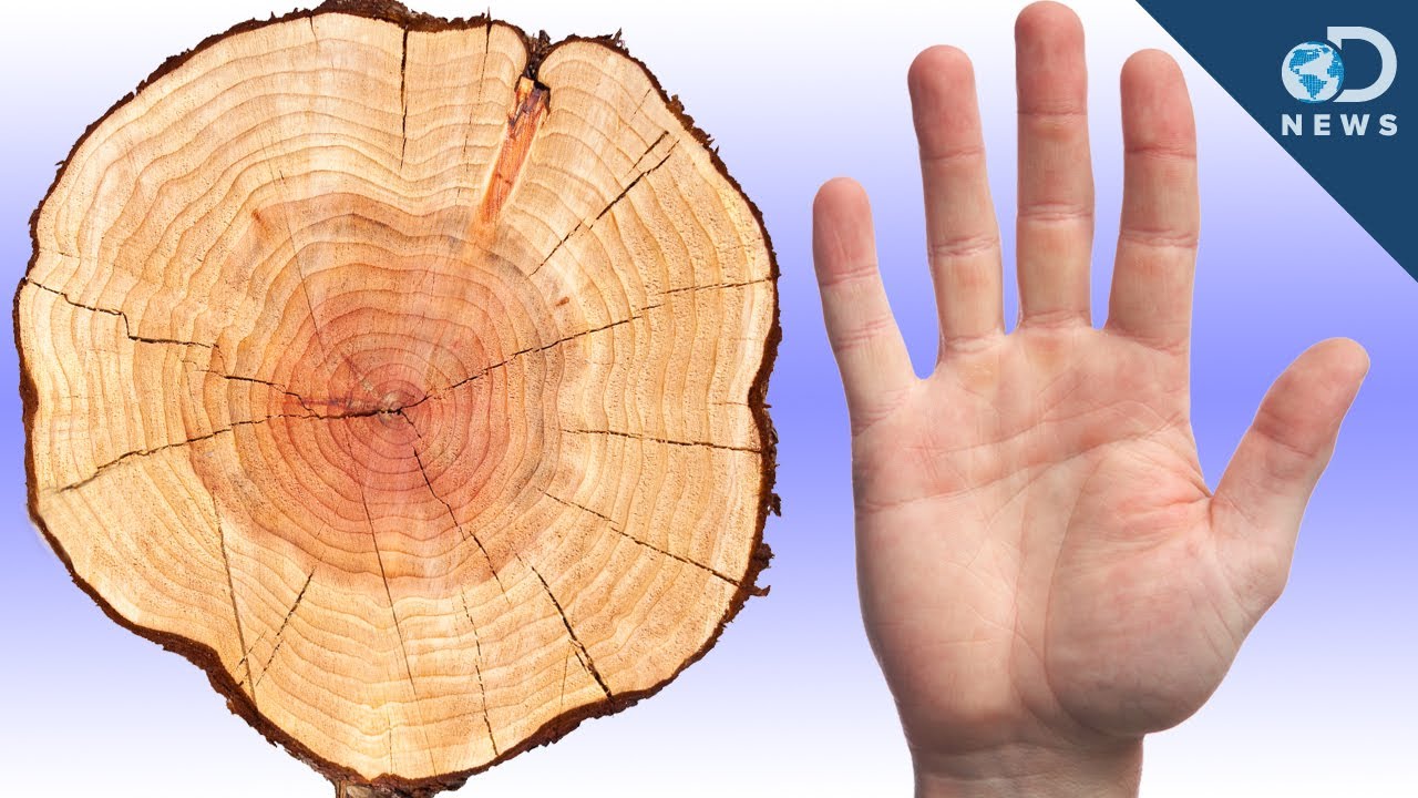 Humans Can Be Dated Like Trees
