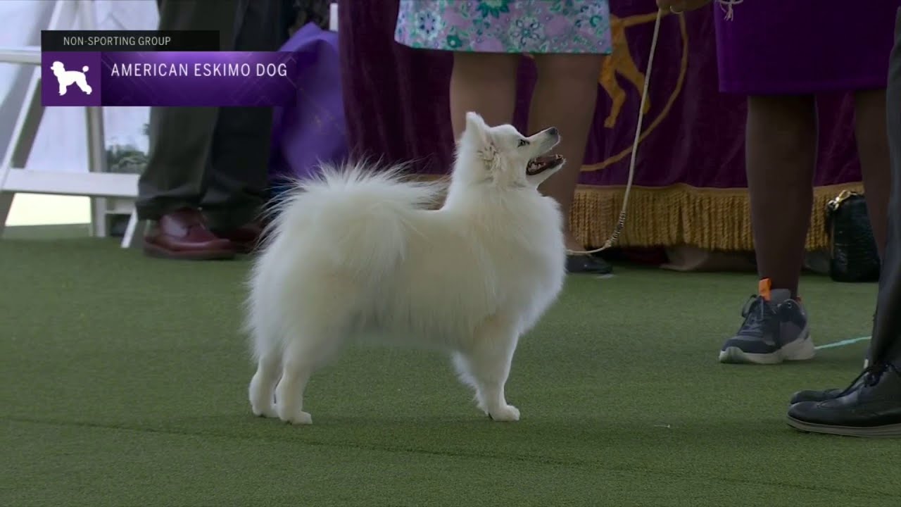 American Eskimo Dogs | Breed Judging 2023