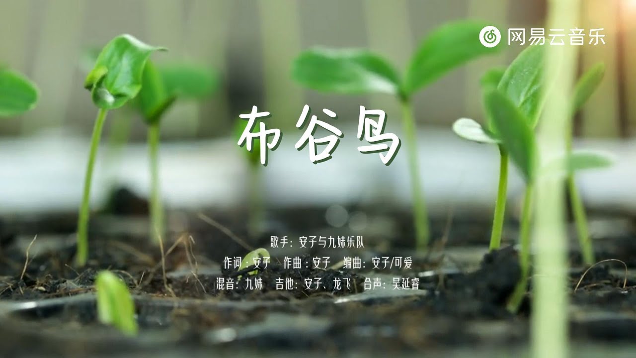 安子与九妹-布谷鸟｜歌声唱给那悲伤的人 把一切都忘掉