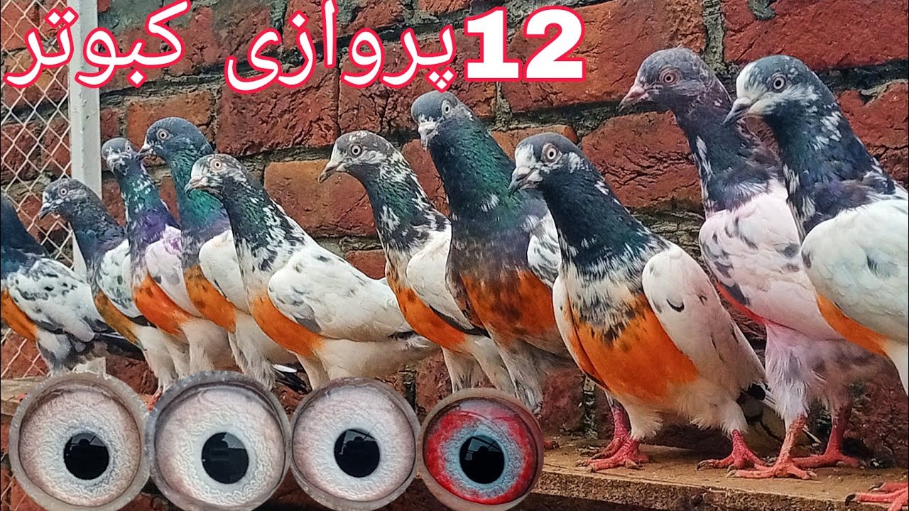 12 پروازی کبوتر ٹیڈی اور لال آنکھوں کے (محمد حسیب اکرم 0310:4502055)